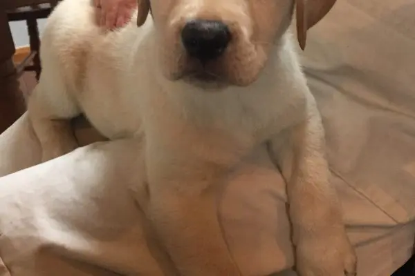 "Gilligan" Parbuckle Viking Meadows aged 8 Weeks
