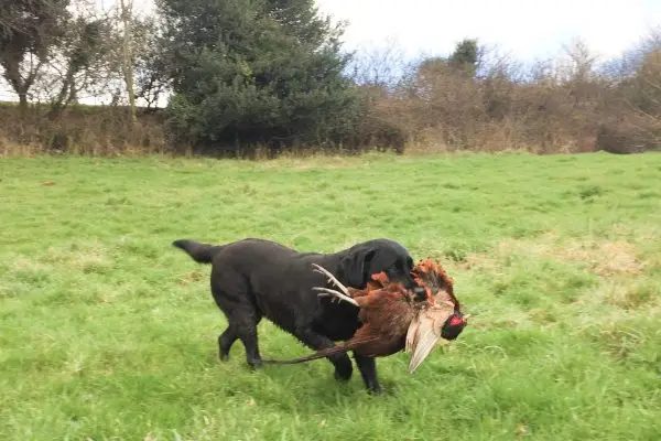 ottie retrieve