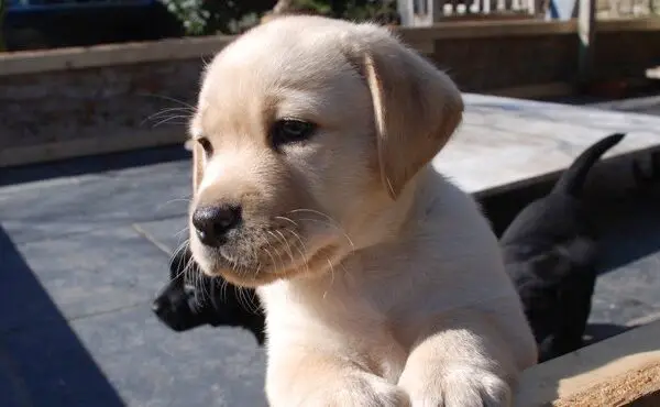 Yellow Pup