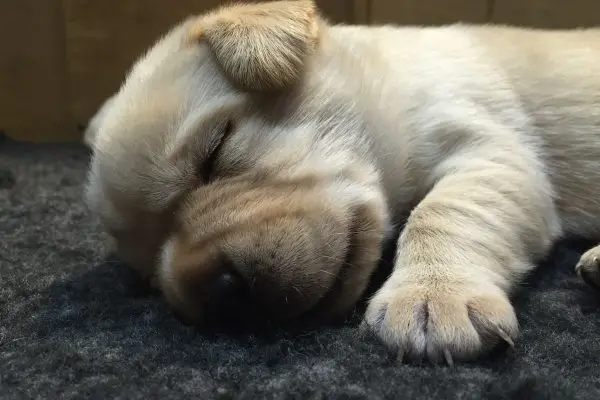 Yellow Dog Pup 13/01/15