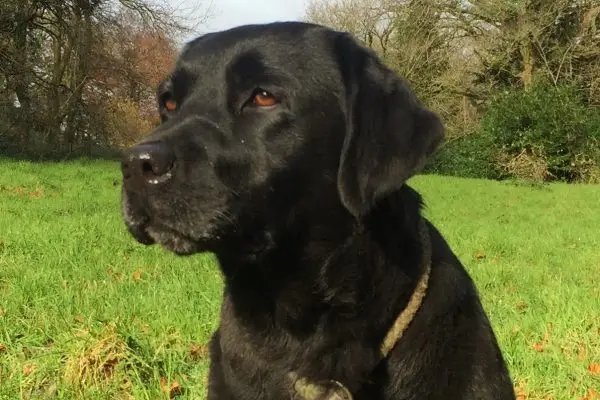ottie head crop