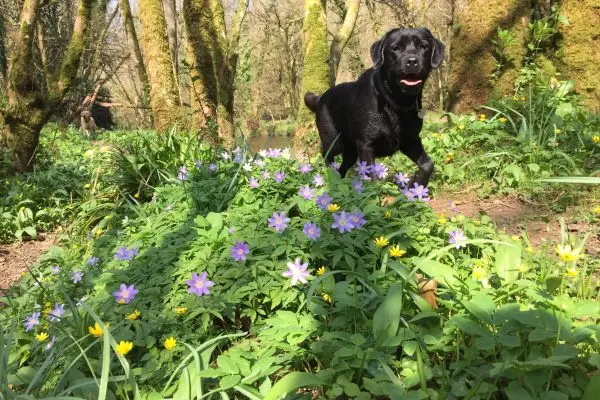 Black Labrador With Flowers