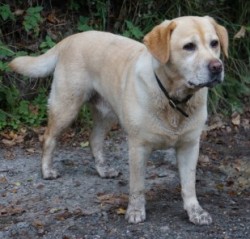 Maple aged 7